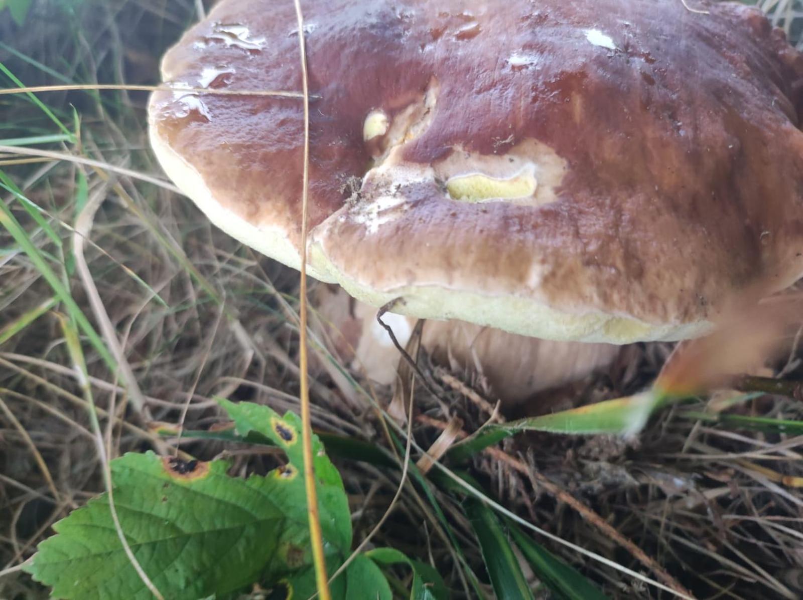 Drewniany Domek Daria I Tomek 2 Domki Na 8 Osob Stronie Śląskie Buitenkant foto